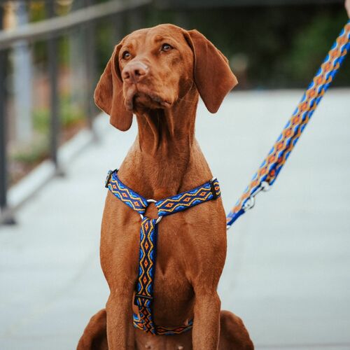 Product photo Winnetou Extendable Leash 10