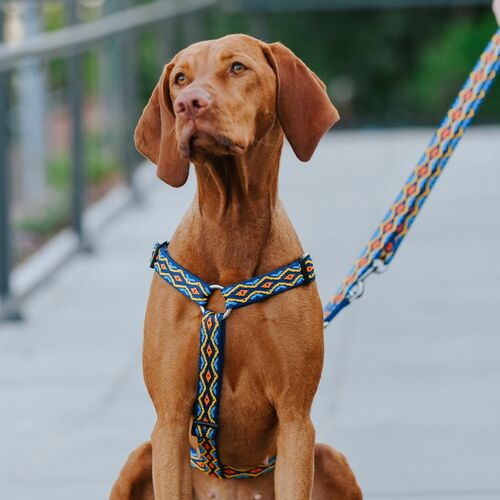 Product photo Winnetou Extendable Leash 12