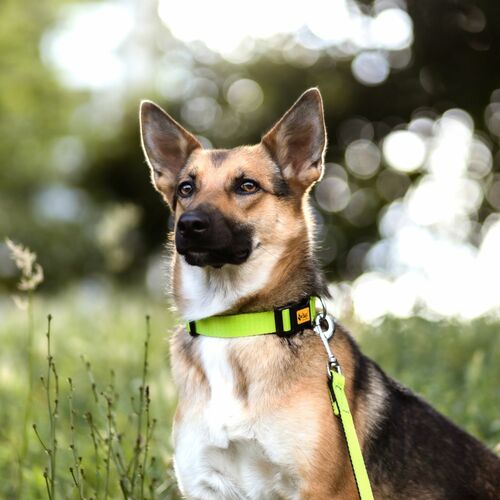 Product photo Energy Collar With Plastic Buckle, Pp Tape 6