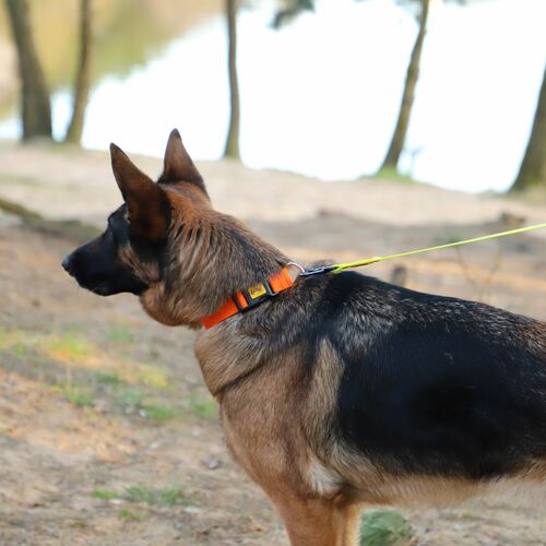 Product photo Energy Collar With Plastic Buckle, Pp Tape 7