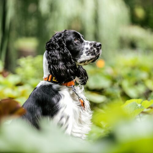 Product photo Energy Collar With Plastic Buckle, Pp Tape 8