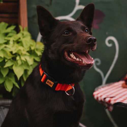 Product photo Energy Collar With Plastic Buckle, Pp Tape 7