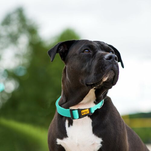 Product photo Energy Collar With Plastic Buckle, Pp Tape 12