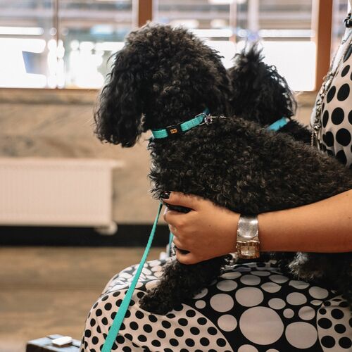 Product photo Energy Collar With Plastic Buckle, Pp Tape 10