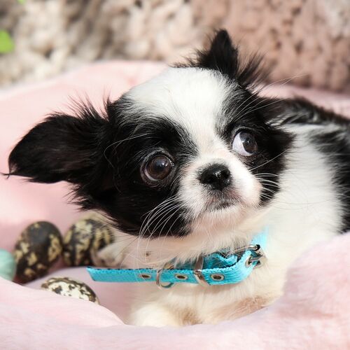 Product photo Energy 'Baby' Collar, Pp Tape 4