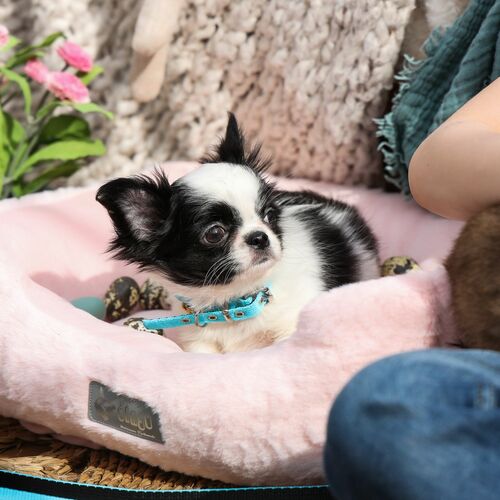 Product photo Energy 'Baby' Collar, Pp Tape 11