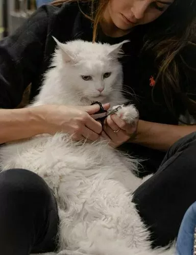 PET CARE