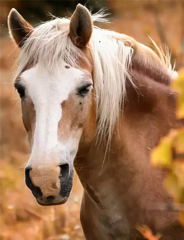 DINGO HORSE