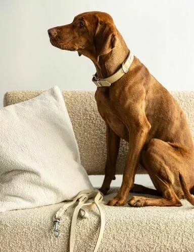 For Dogs