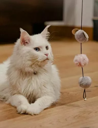 FOR CATS