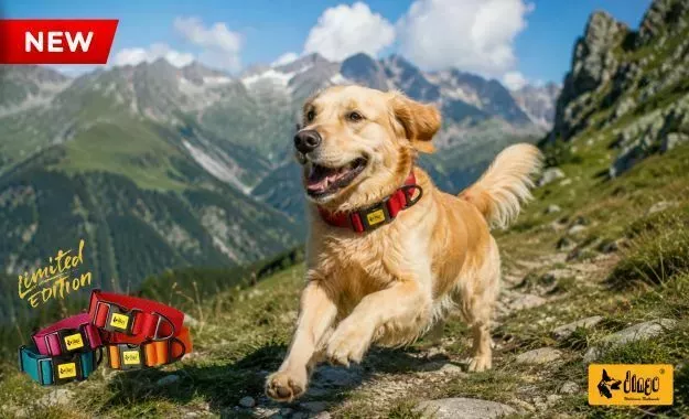 News photo NEW from Dingo: 4 cm Wide Dog Collar in 4 Colours